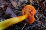 Hygrocybe aurantiosplendens image