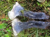 Hydnellum suaveolens image