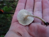 Clitocybe trulliformis image