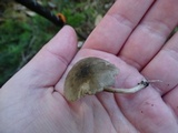 Clitocybe trulliformis image
