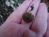 Clitocybe trulliformis image