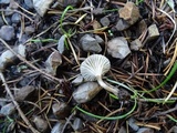 Clitocybe trulliformis image