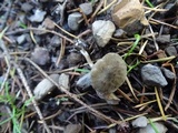Clitocybe trulliformis image