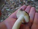 Russula murrillii image