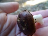 Russula murrillii image
