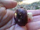 Russula murrillii image