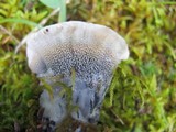 Hydnellum suaveolens image