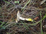 Gomphidius oregonensis image