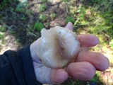 Gomphidius oregonensis image