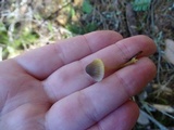 Mycena aurantiomarginata image