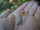 Mycena aurantiomarginata image