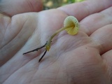 Mycena aurantiomarginata image