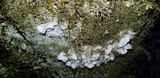 Tyromyces chioneus image