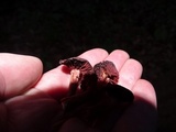 Tubaria punicea image