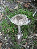 Amanita onusta image