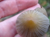 Coprinellus impatiens image