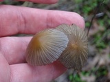 Coprinellus impatiens image