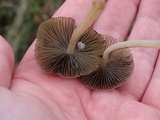 Coprinellus impatiens image