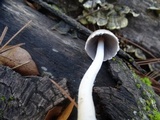 Psathyrella longipes image