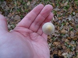 Coprinellus impatiens image