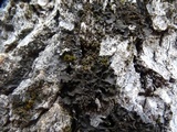 Leptogium pseudofurfuraceum image