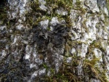 Leptogium pseudofurfuraceum image