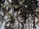 Leptogium pseudofurfuraceum image