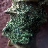 Cladonia parasitica image