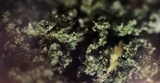 Cladonia parasitica image