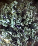Cladonia parasitica image