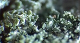 Cladonia parasitica image