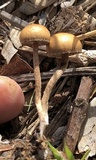 Psilocybe coprophila image