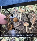 Psilocybe coprophila image