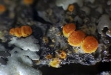Caloplaca pyracea image