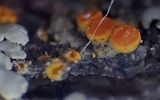 Caloplaca pyracea image