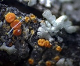 Caloplaca pyracea image