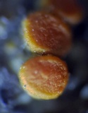 Caloplaca pyracea image