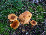 Hygrophoropsis aurantiaca image