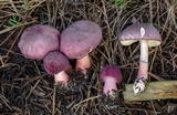 Lepiota decorata image