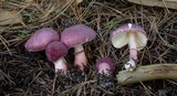 Lepiota decorata image