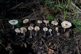 Lepiota castaneidisca image