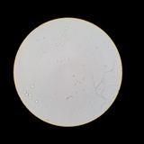Lepiota castaneidisca image