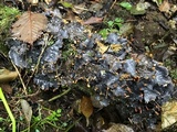 Peltigera neopolydactyla image