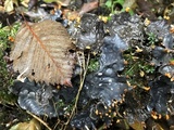 Peltigera neopolydactyla image
