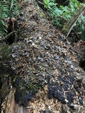 Peltigera neopolydactyla image