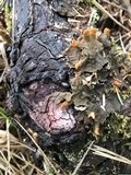 Peltigera neopolydactyla image