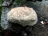 Fomitopsis mounceae image