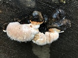 Fomitopsis mounceae image