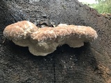Fomitopsis mounceae image