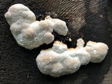 Fomitopsis mounceae image